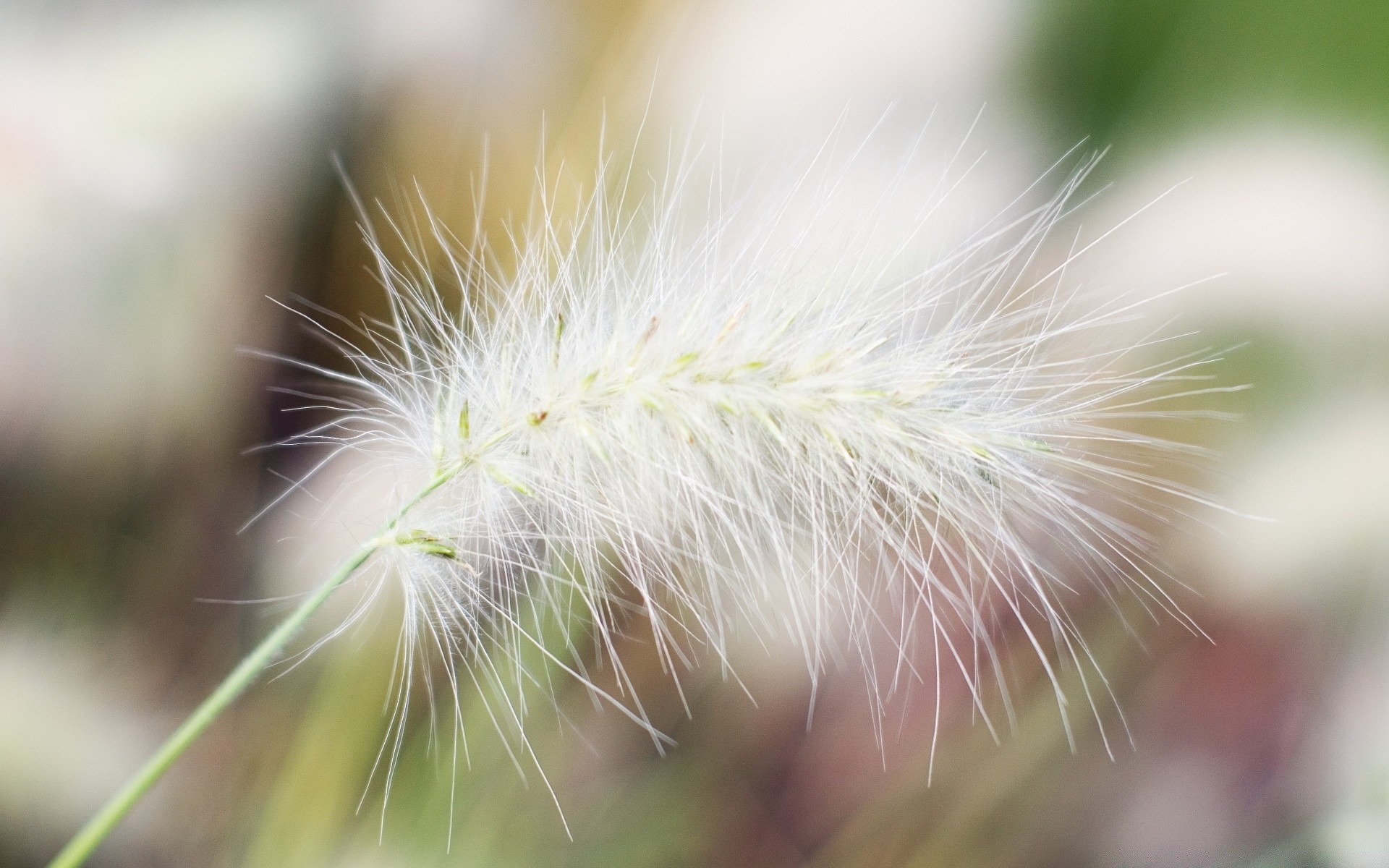 macro nature summer flora growth close-up bright grass garden flower seed leaf outdoors color delicate environment sun beautiful fair weather field