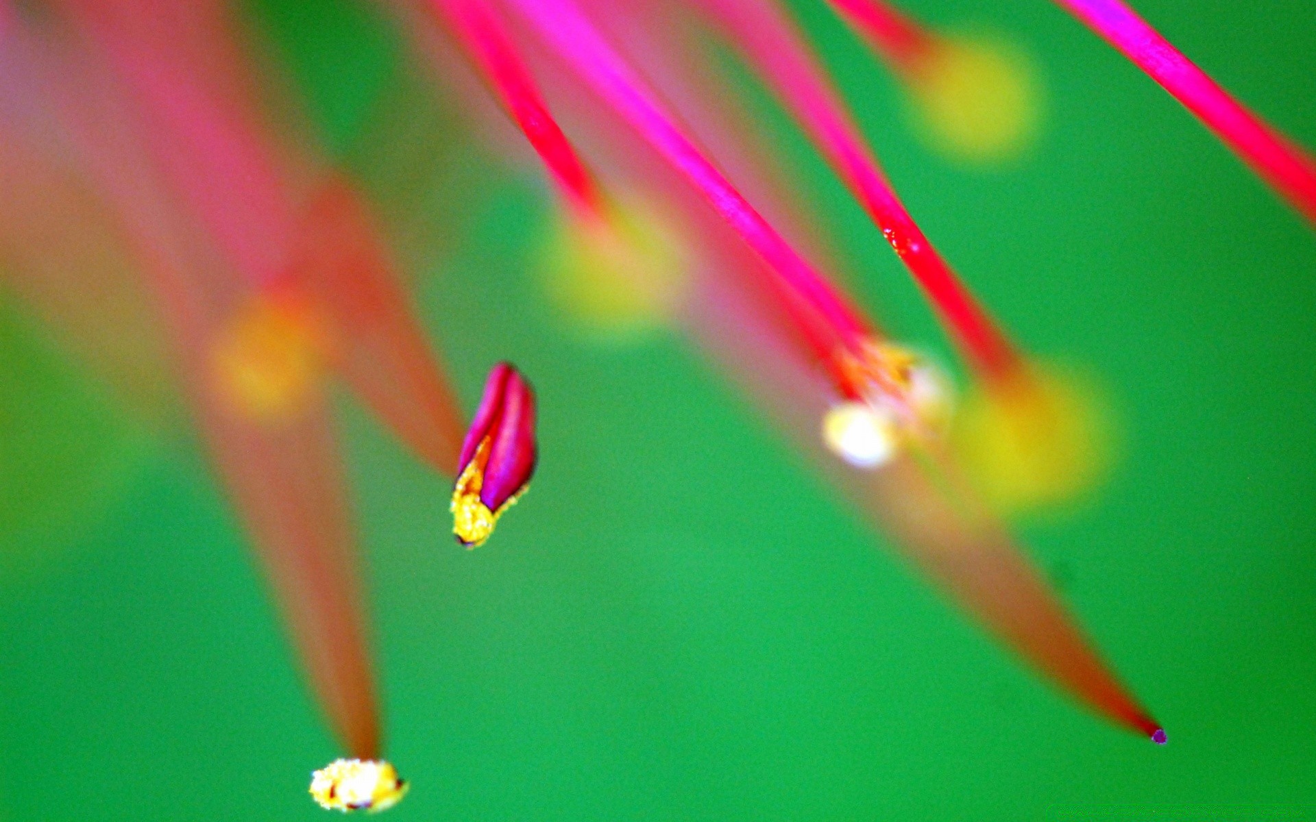 macro blur bright color nature art