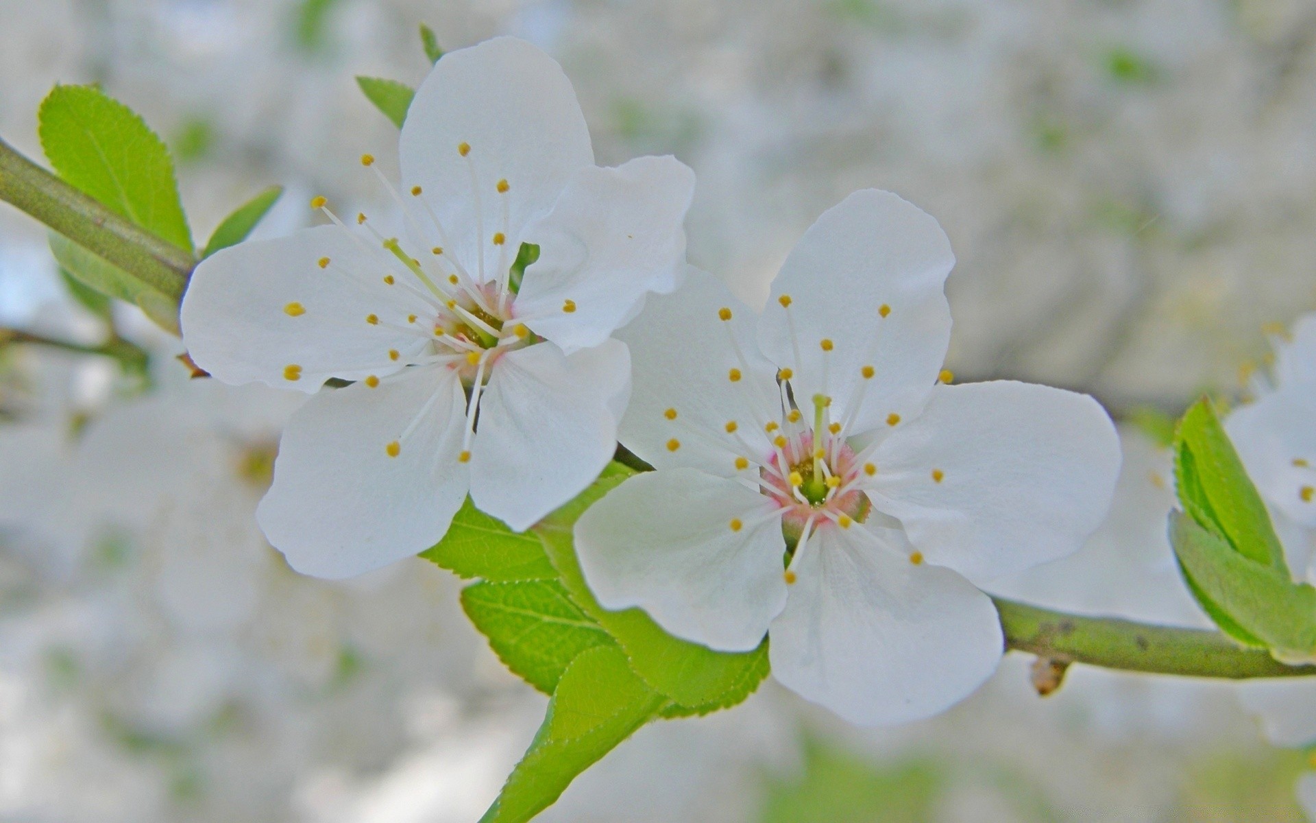 macro flower nature leaf flora cherry tree branch growth blooming petal outdoors garden bud summer apple floral season bright close-up