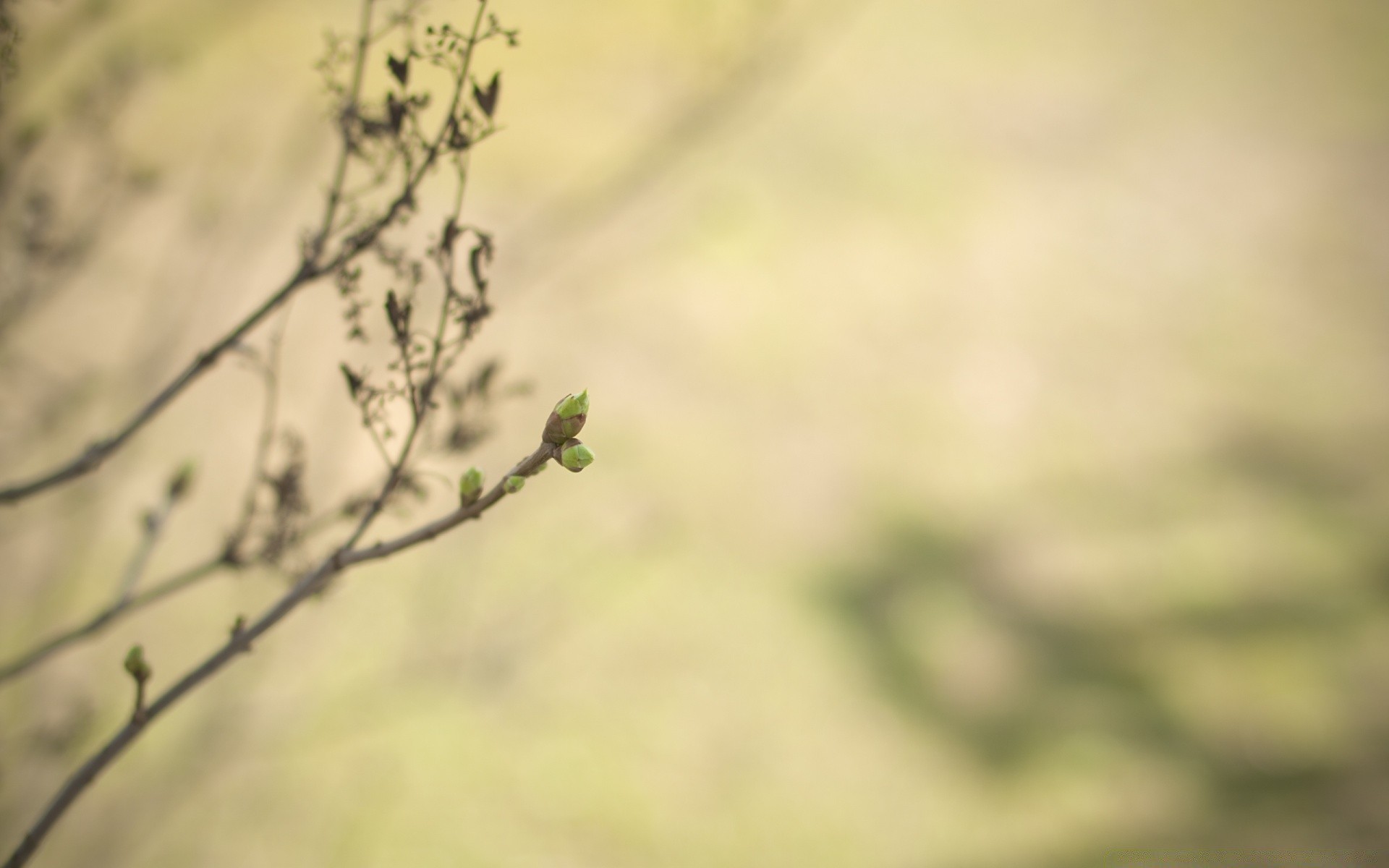 macro blur abstract nature leaf flower garden dof flora bird desktop art dawn light tree growth sun color fair weather summer