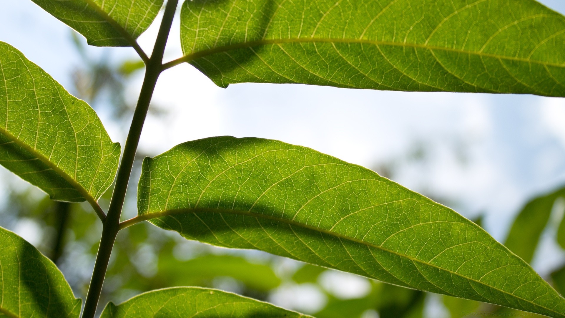 makro liść flora natura wzrost zbliżenie lato ogród środowiska rolnictwo drzewo ekologia oddział świeżość jedzenie bujny jasny w pobliżu deszcz