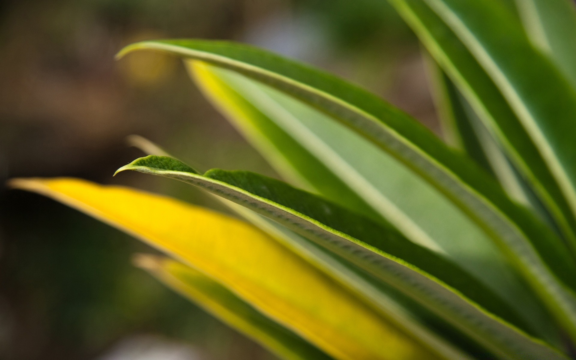 makro fotoğrafçılığı yaprak flora doğa büyüme yağmur çiy bahçe temizlik açık havada parlak renk yaz