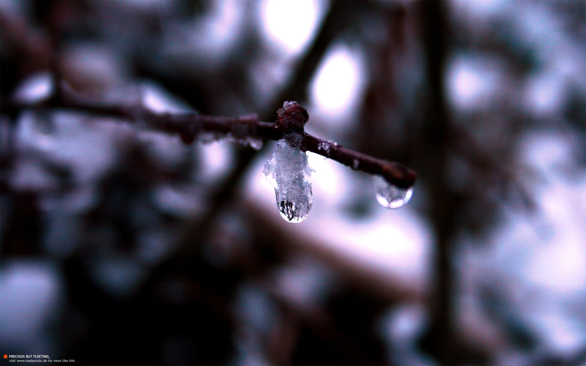 macro outdoors winter blur nature branch tree snow frost fall focus dof rain frozen leaf dew wood light cold