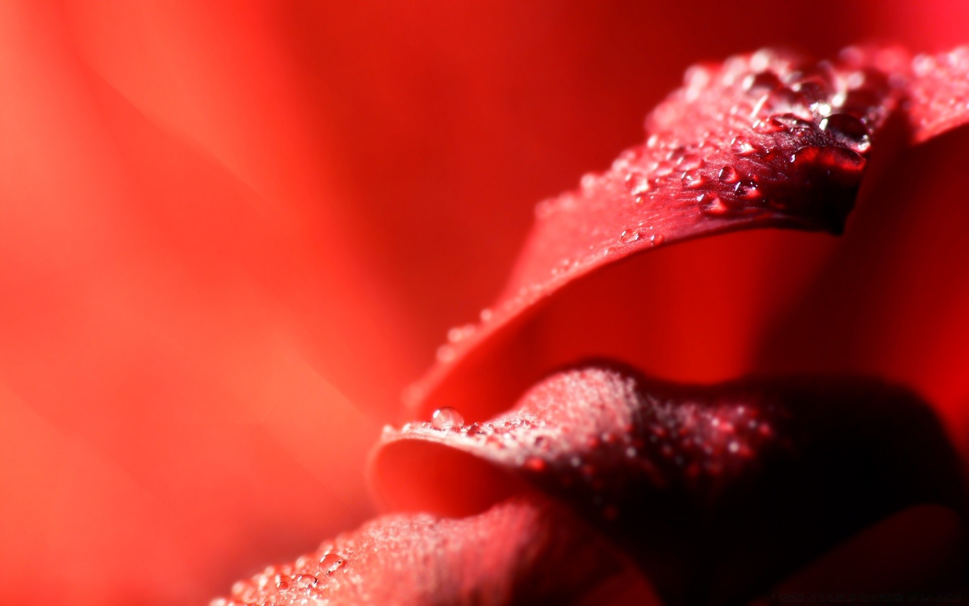 makroaufnahme blume tropfen rose natur tau nass liebe garten wasser sommer blatt regen flora