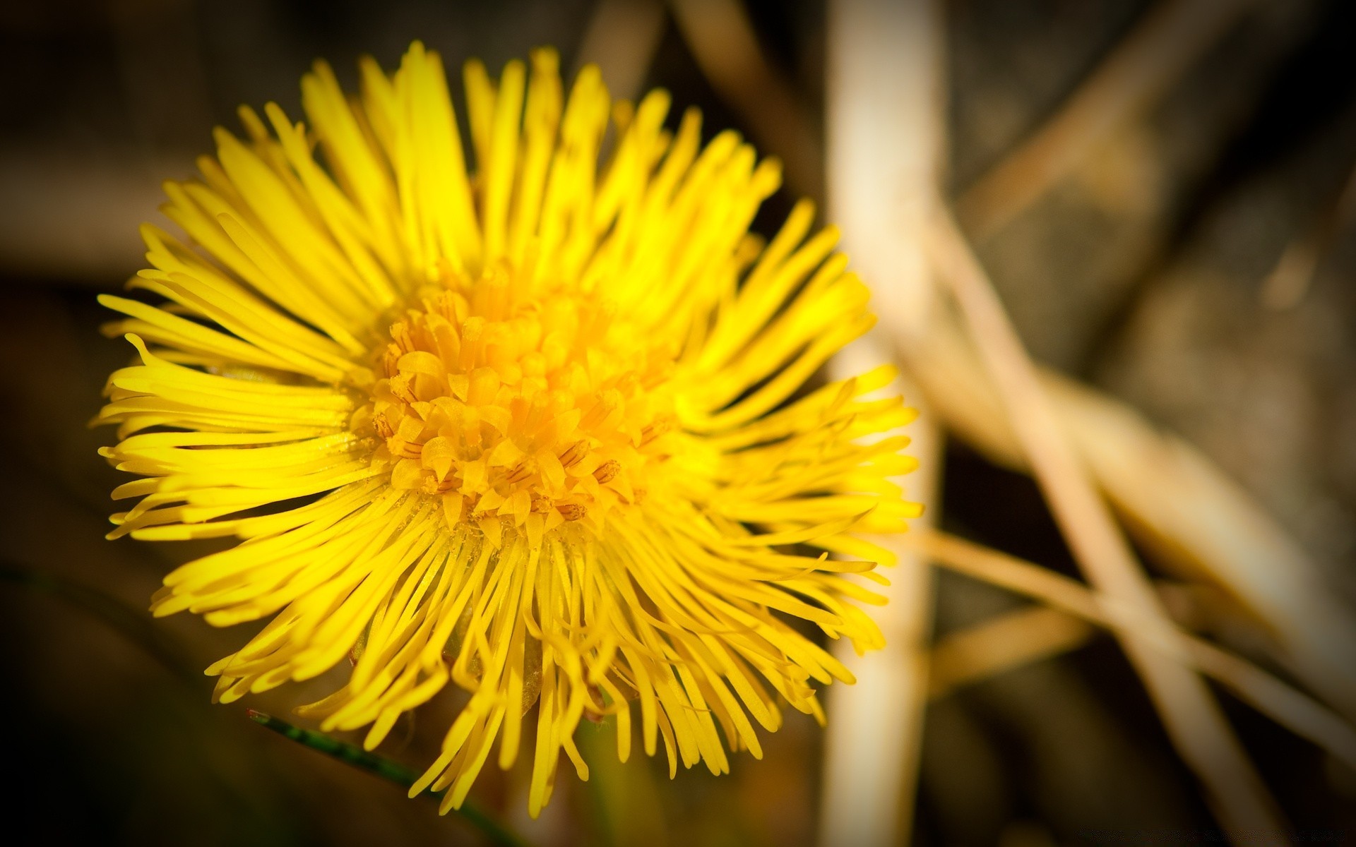 macro nature flower flora outdoors leaf garden