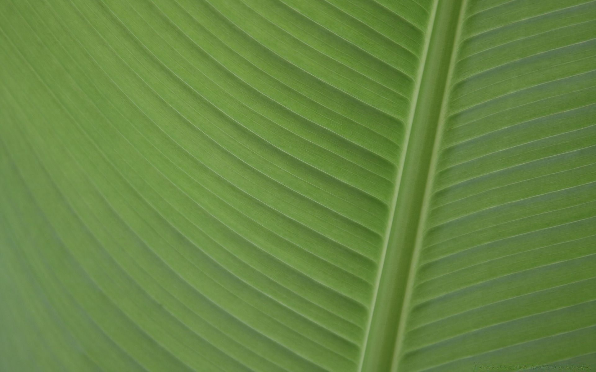 macro leaf flora growth photosynthesis desktop linear lush ecology abstract nature garden vein texture summer environmental environment