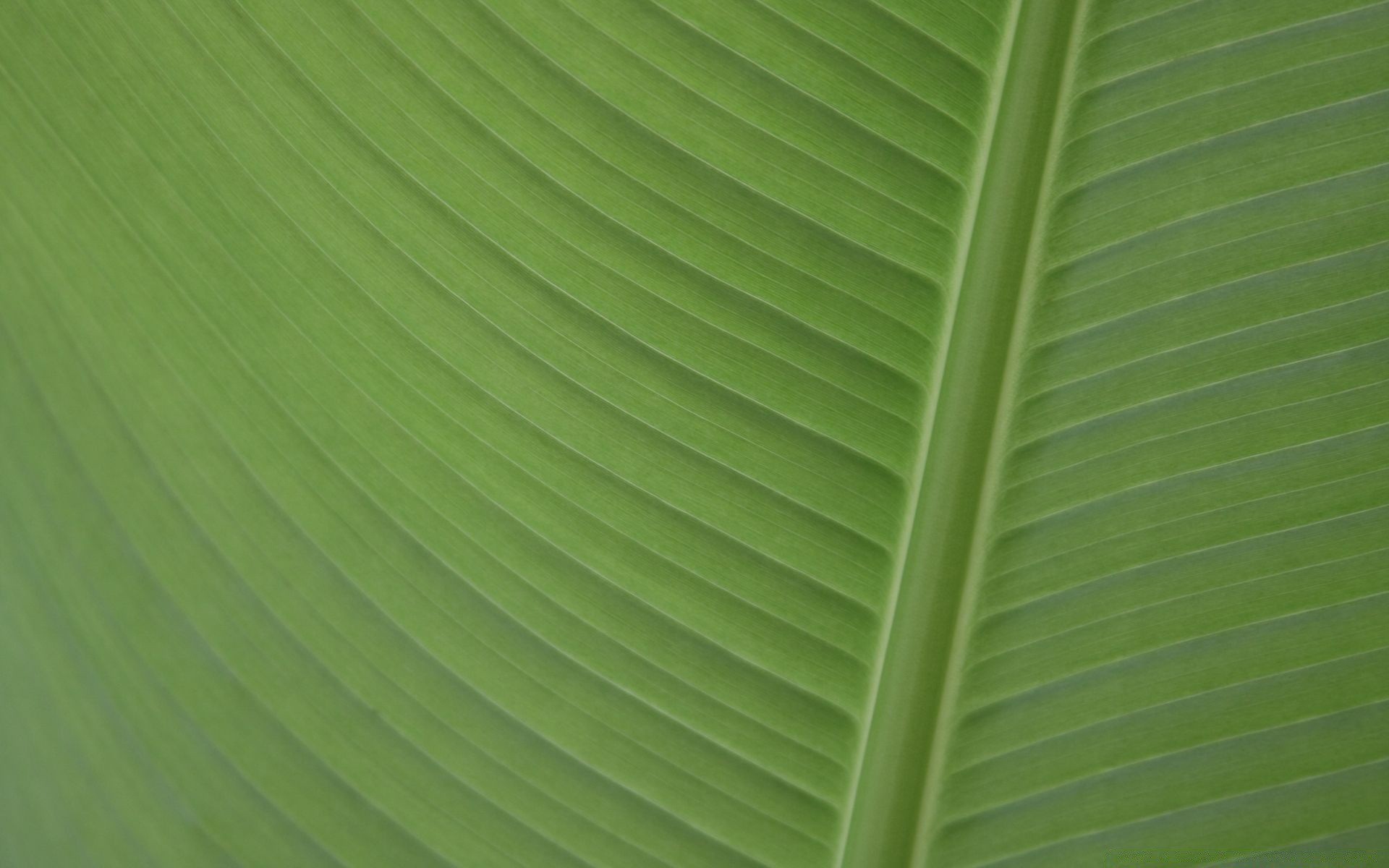 макросъемка лист флора рост фотосинтез рабочего стола линейный пышные экология аннотация природа сад вены текстура лето окружающей среды среды