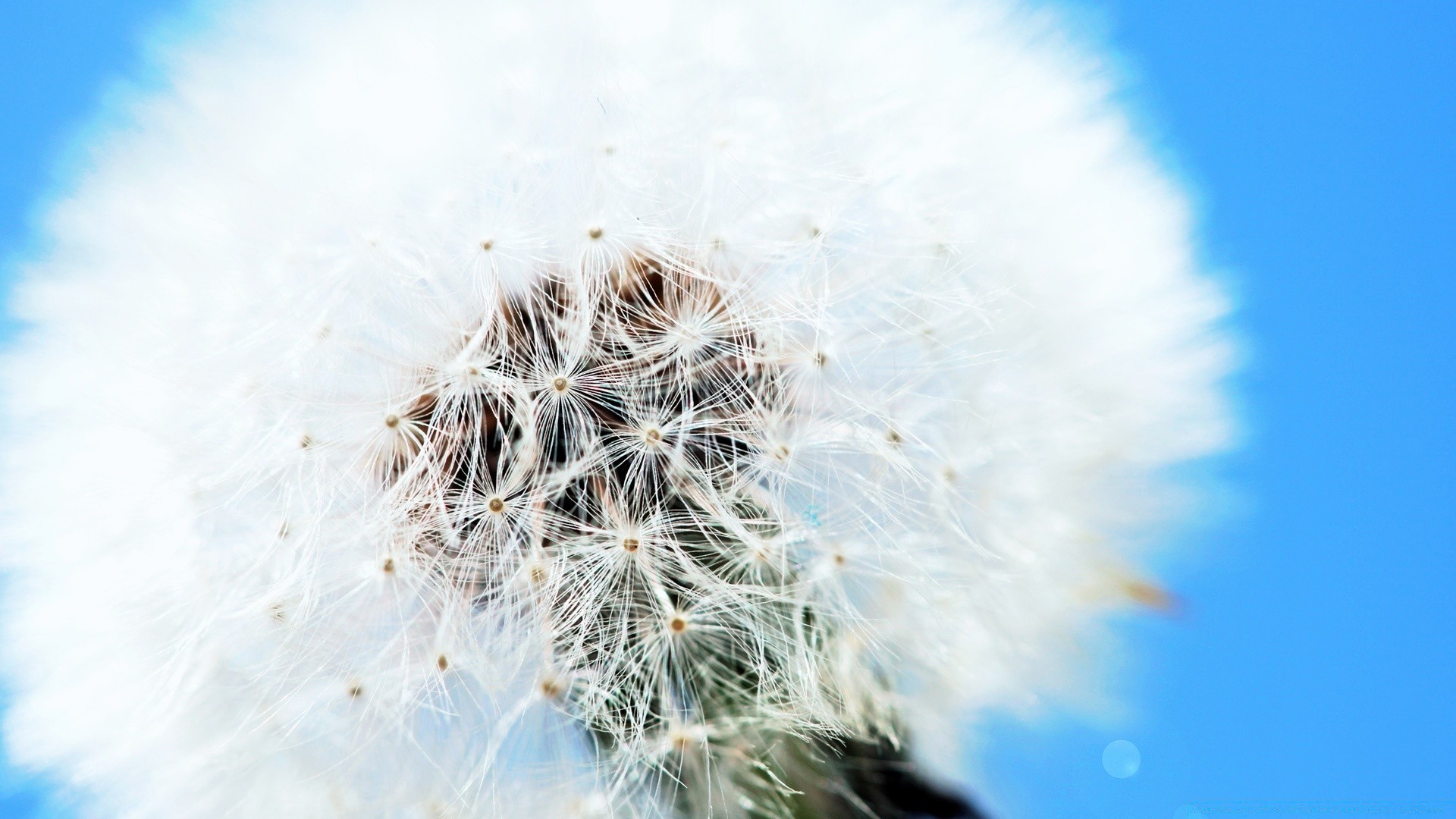 macro pissenlit nature vers le bas lumineux saison été flore croissance ciel à l extérieur graines hiver gel couleur neige lumière fleur gros plan festival