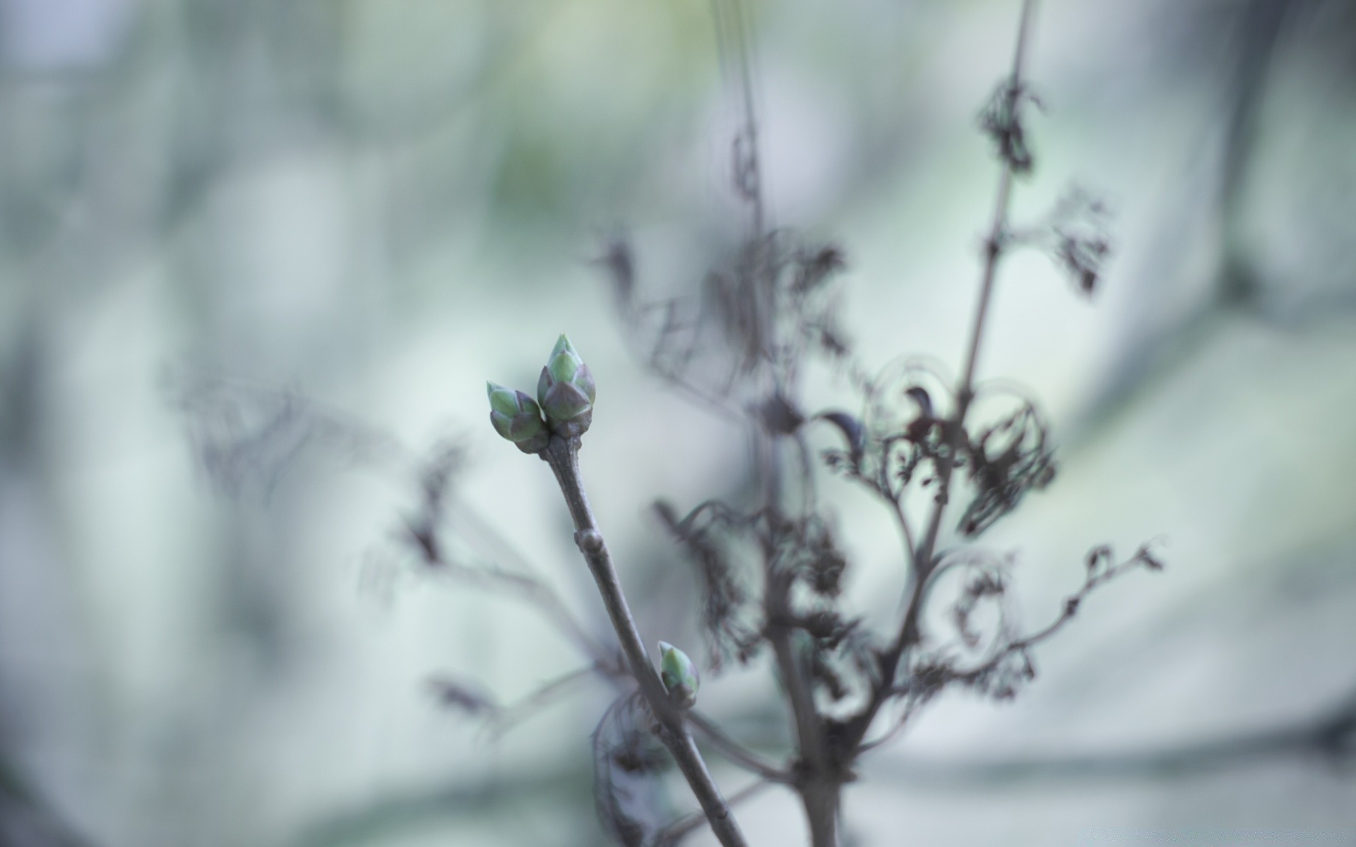 macro nature flower dof leaf tree blur winter light bird outdoors branch garden dawn flora growth