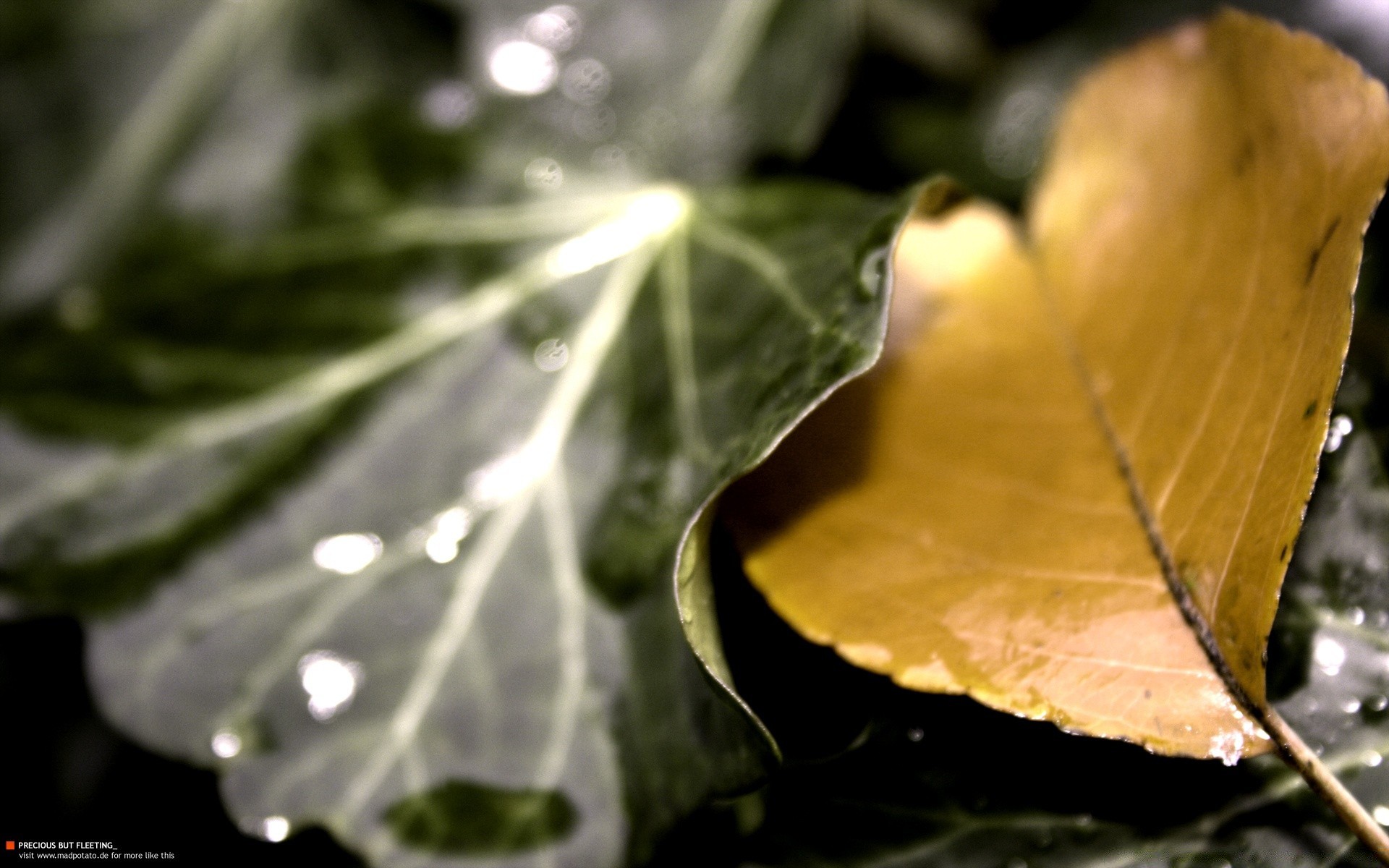 macro foglia natura acqua flora pioggia all aperto autunno rugiada caduta albero giardino bagnato crescita luminoso luce legno desktop colore close-up