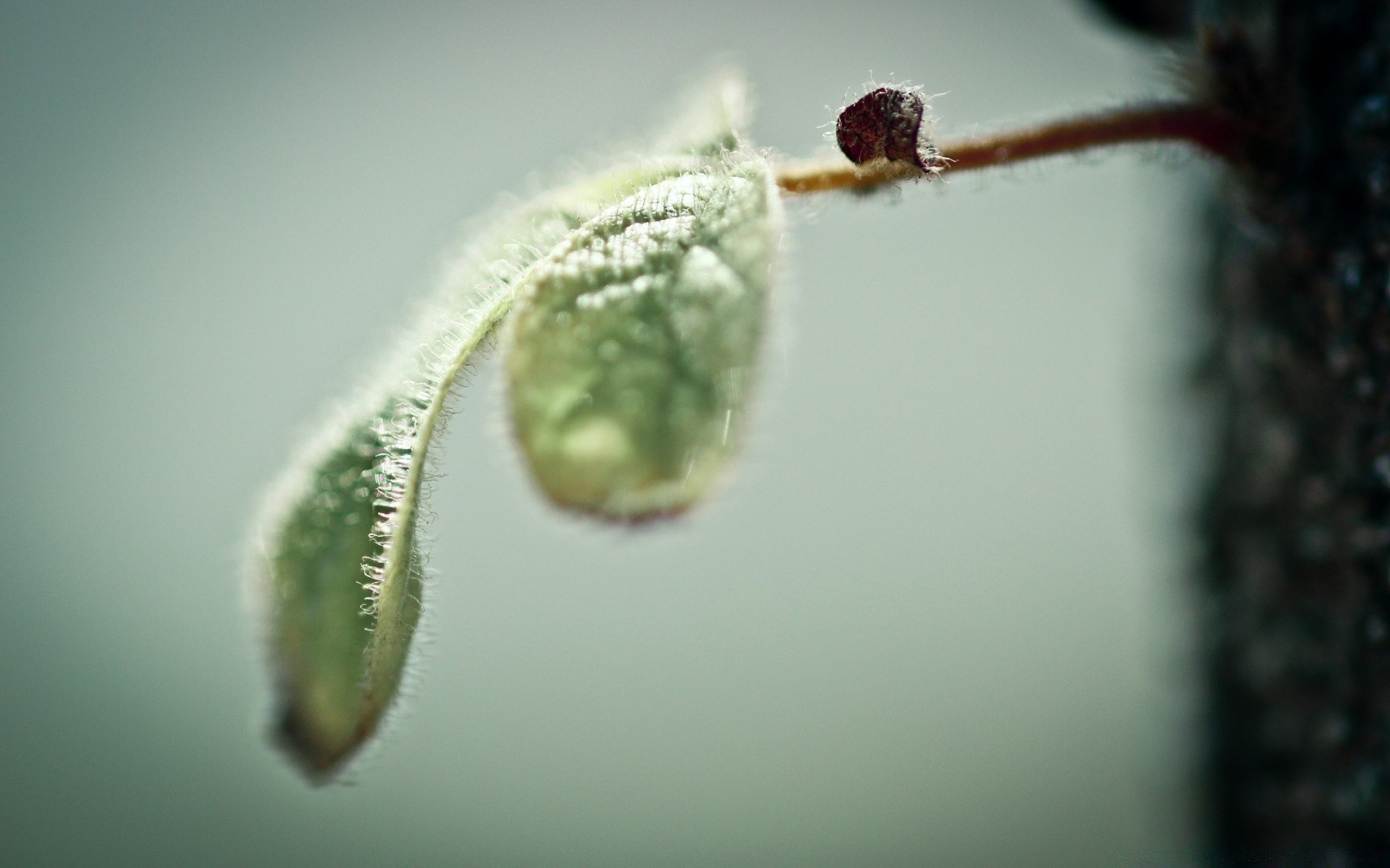 macro nature drop leaf garden flora insect rain biology color invertebrate dof blur growth food tree water dew micro flower