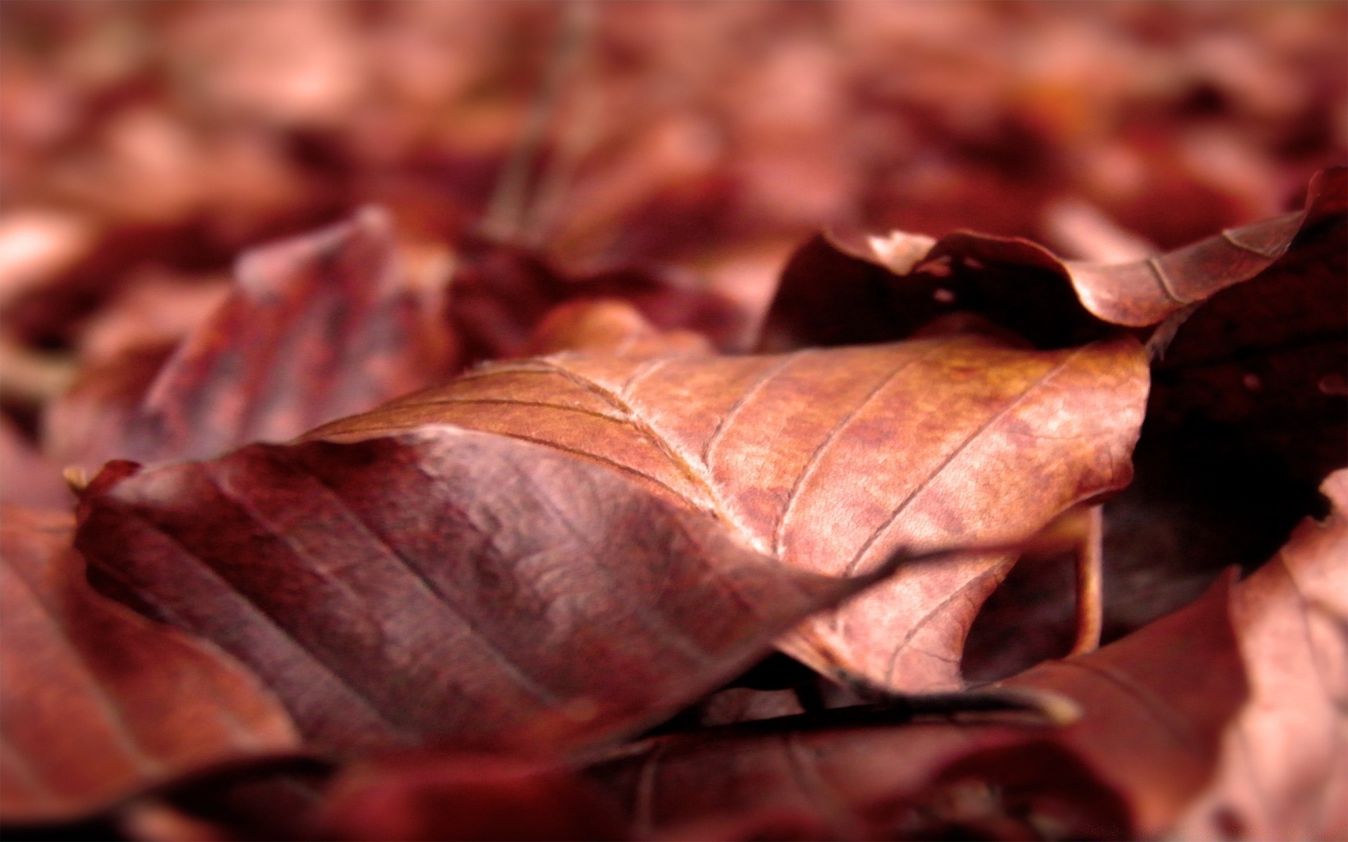 macro food desktop close-up nature epicure fall texture dry meat pork cooking wood color delicious refreshment horizontal freshness leaf