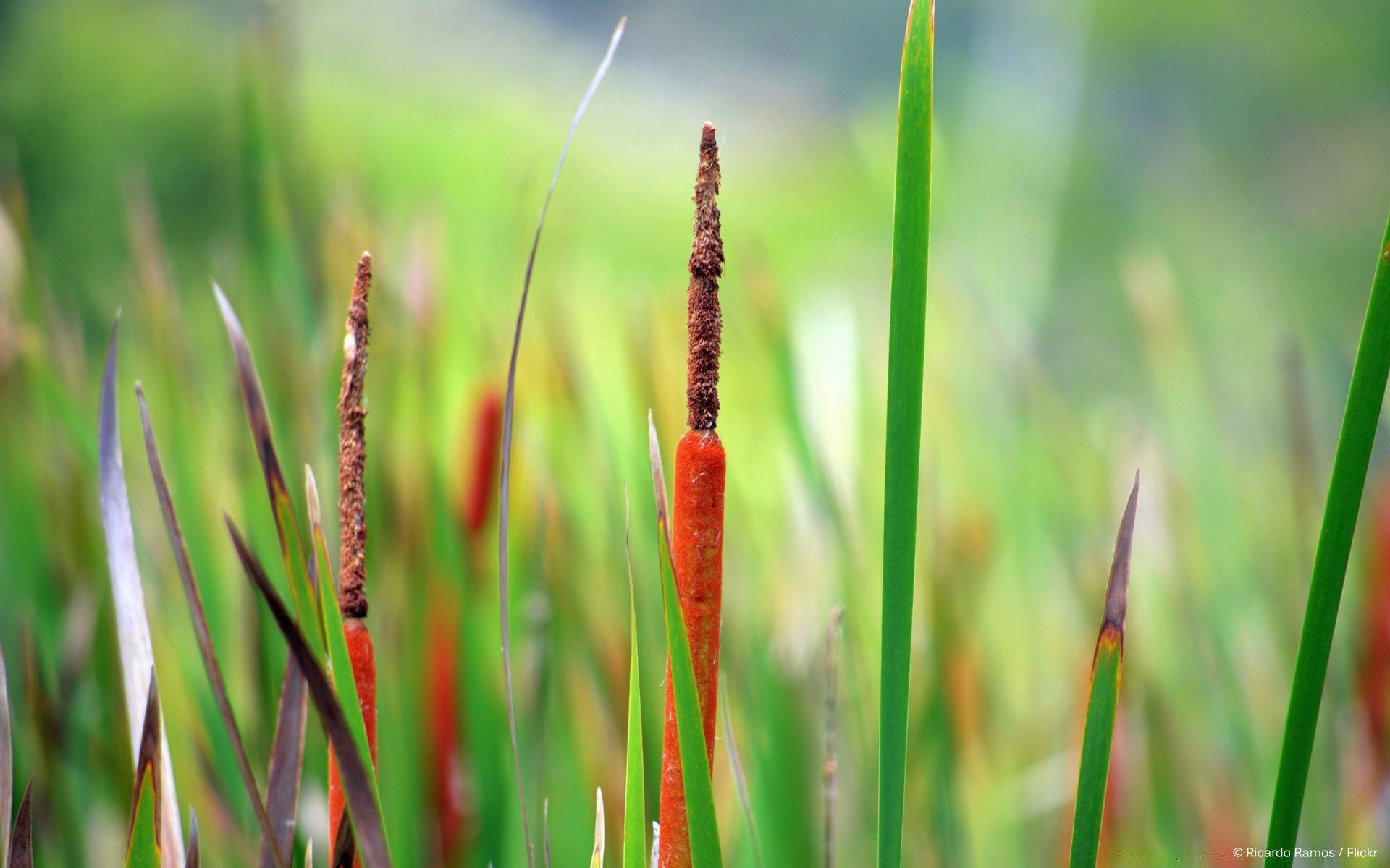 makroaufnahme gras natur flora blatt wachstum garten sommer feld im freien medium schließen heuhaufen dämmerung hell tau ökologie rasen reed schale