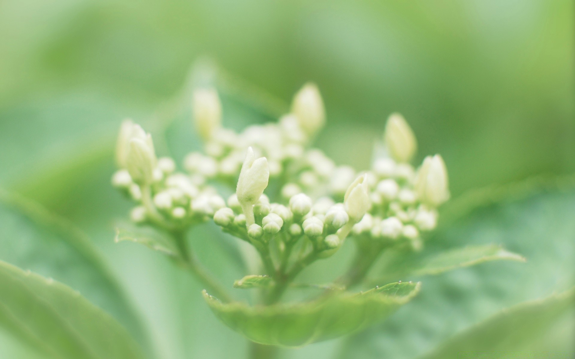 makro natura liść flora lato ogród kwiat zbliżenie na zewnątrz wzrost