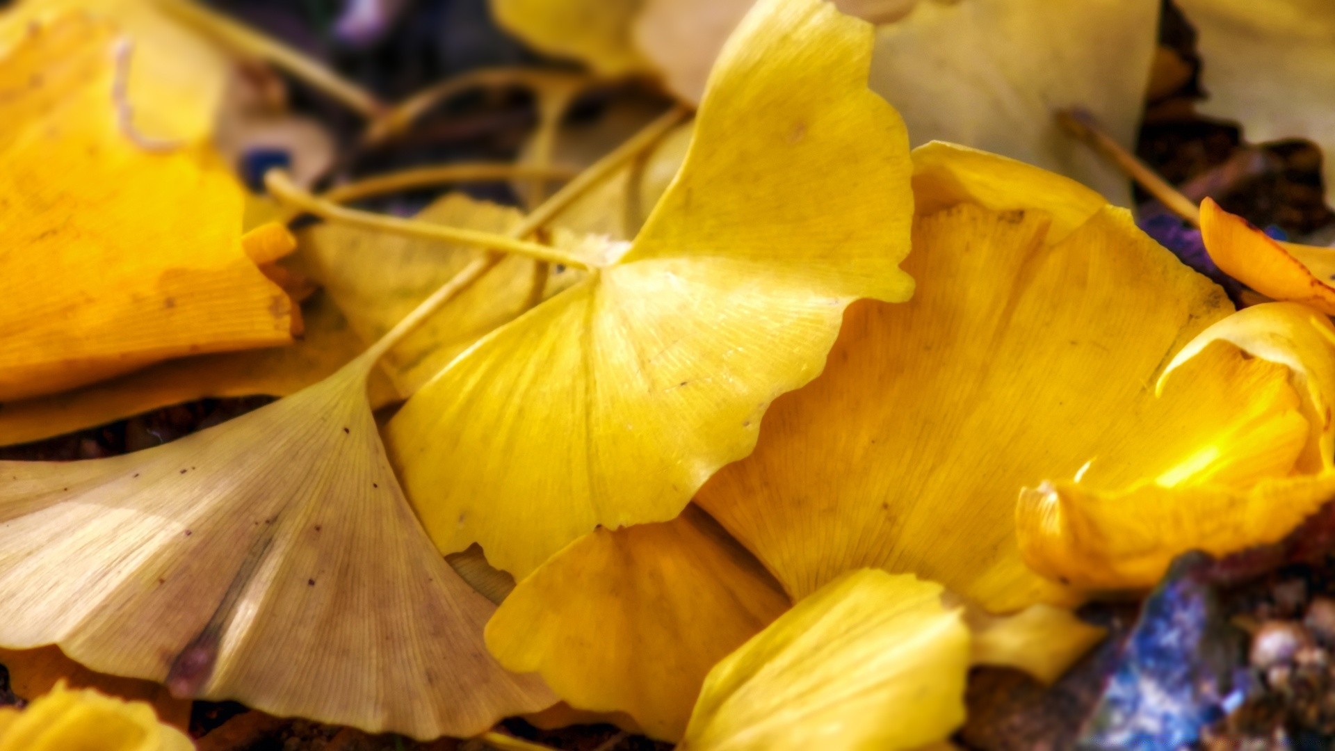 makro herbst holz essen blatt gesundheit desktop farbe obst natur gruppe gesund kochen stillleben medizin gold gemüse