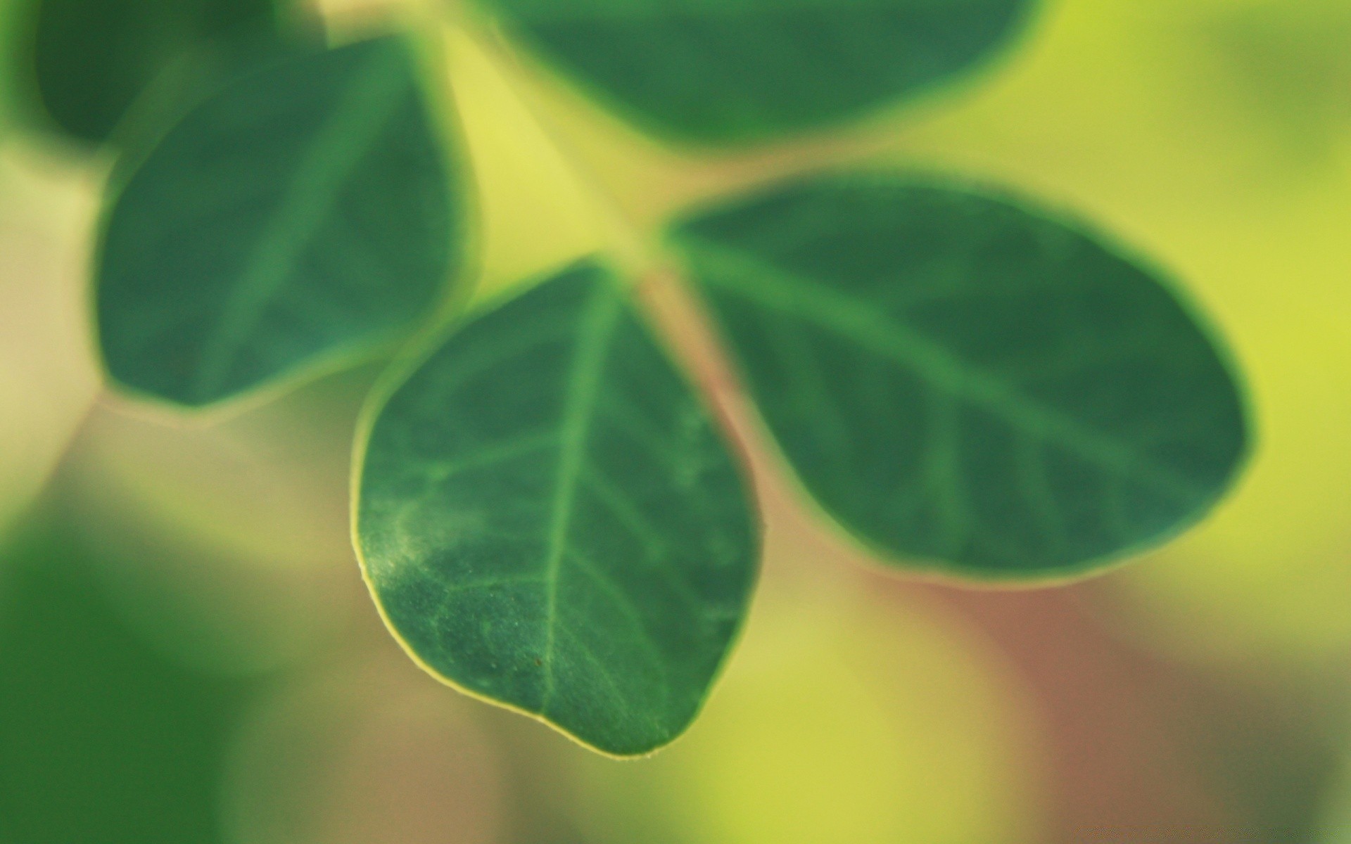 makro fotoğrafçılığı yaprak flora büyüme doğa temizlik çiy yağmur yemyeşil tazelik damarlar düşme ekoloji yaz parlak ortamlar bahçe bulanıklık masaüstü ıslak