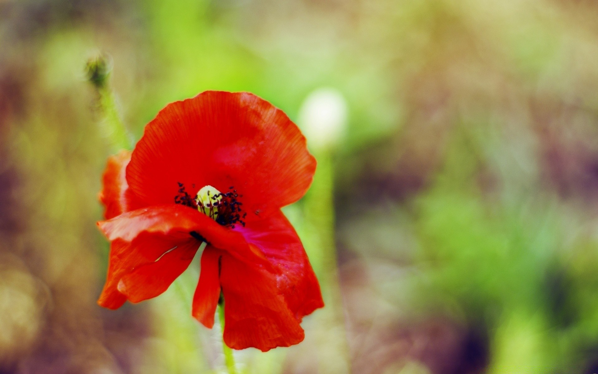 makro natura kwiat liść lato flora na zewnątrz rozmycie jasny ogród wzrost