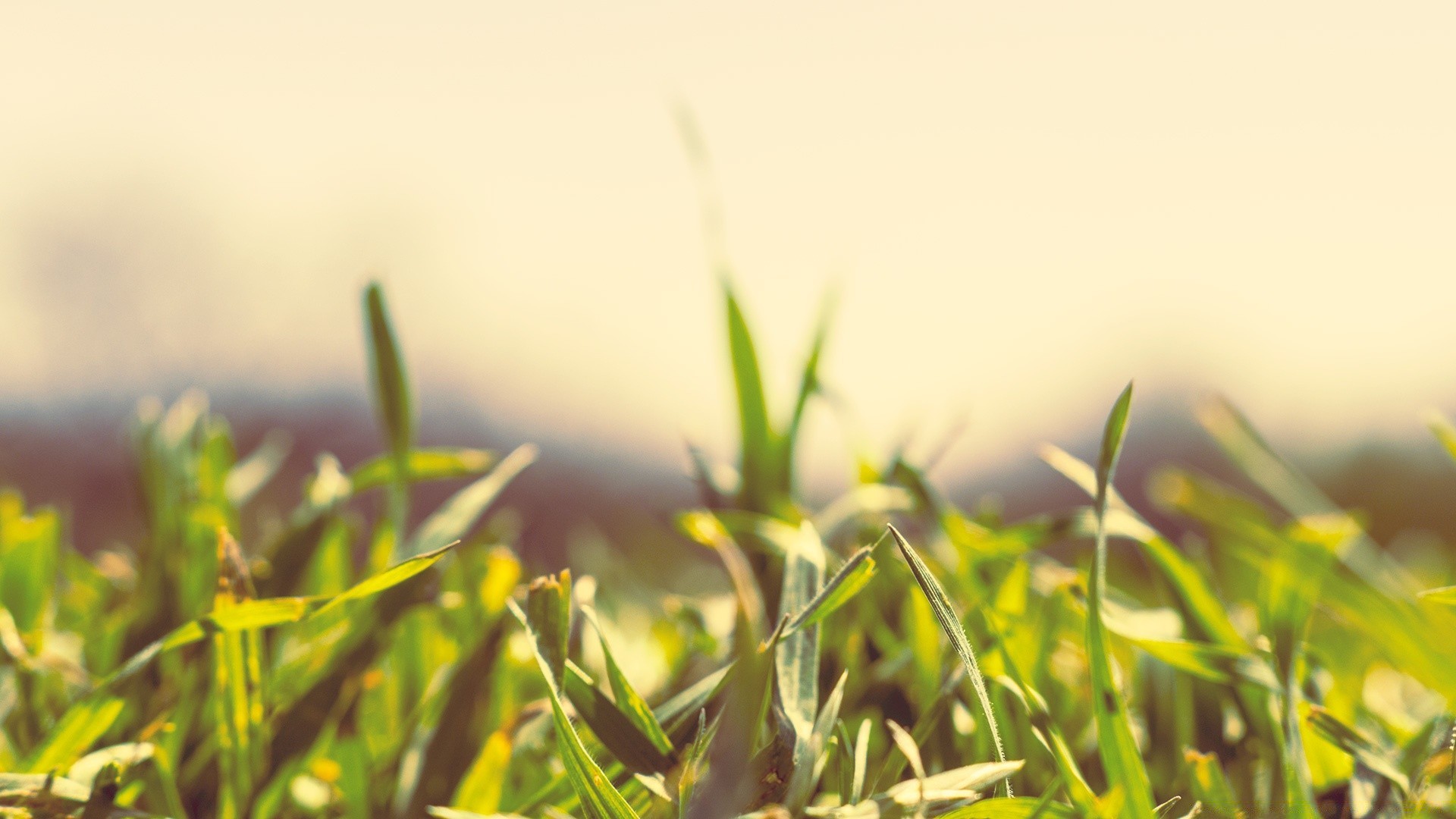 macro leaf grass nature growth field flora summer garden sun fair weather dof rural hayfield