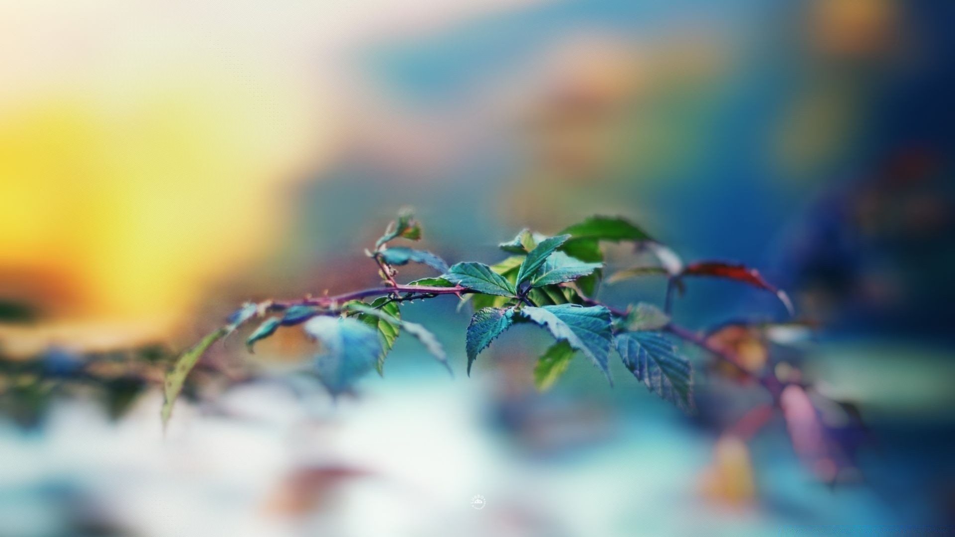 macro leaf blur nature tree garden outdoors flora growth flower branch summer light dof focus color fall fair weather