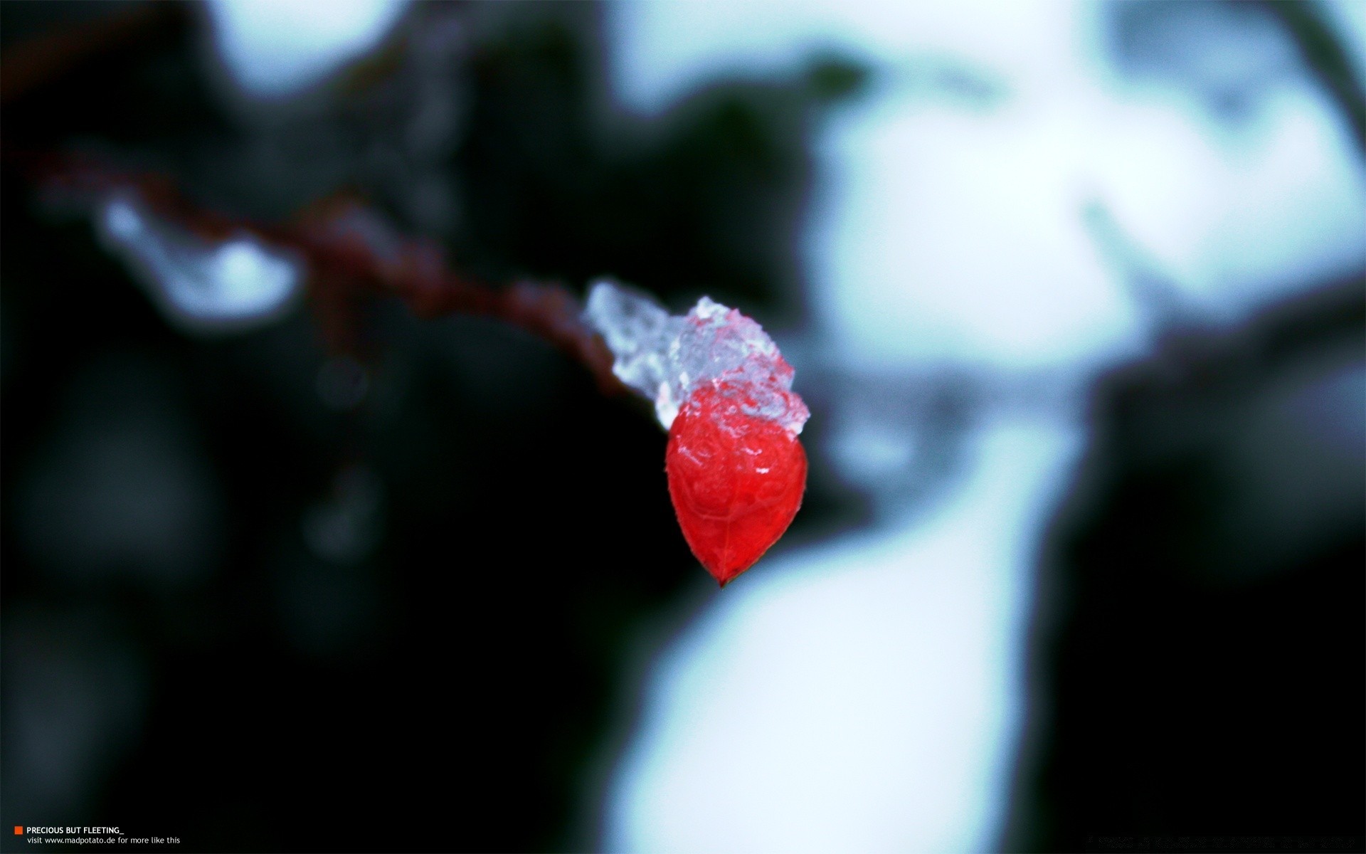 微距摄影 模糊 聚焦 冬天 圣诞节 自然 dof 花 水果 户外 雪 叶 雨