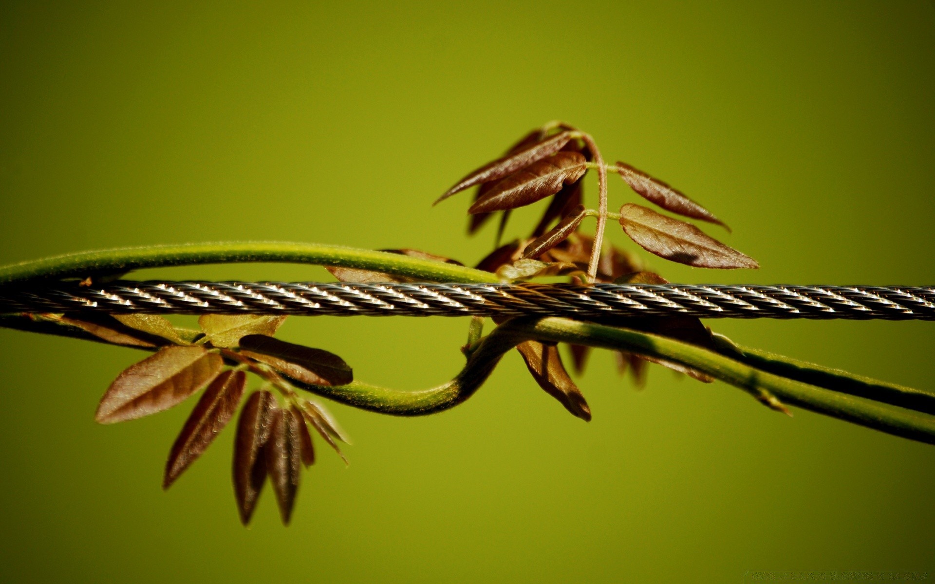 makro natura owad liść flora zbliżenie ogród