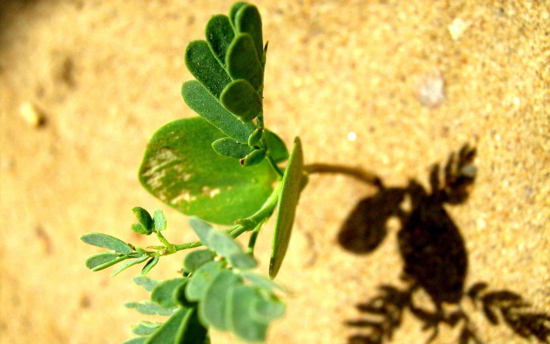 macro medicine nature food health leaf flora healthy insect close-up desktop