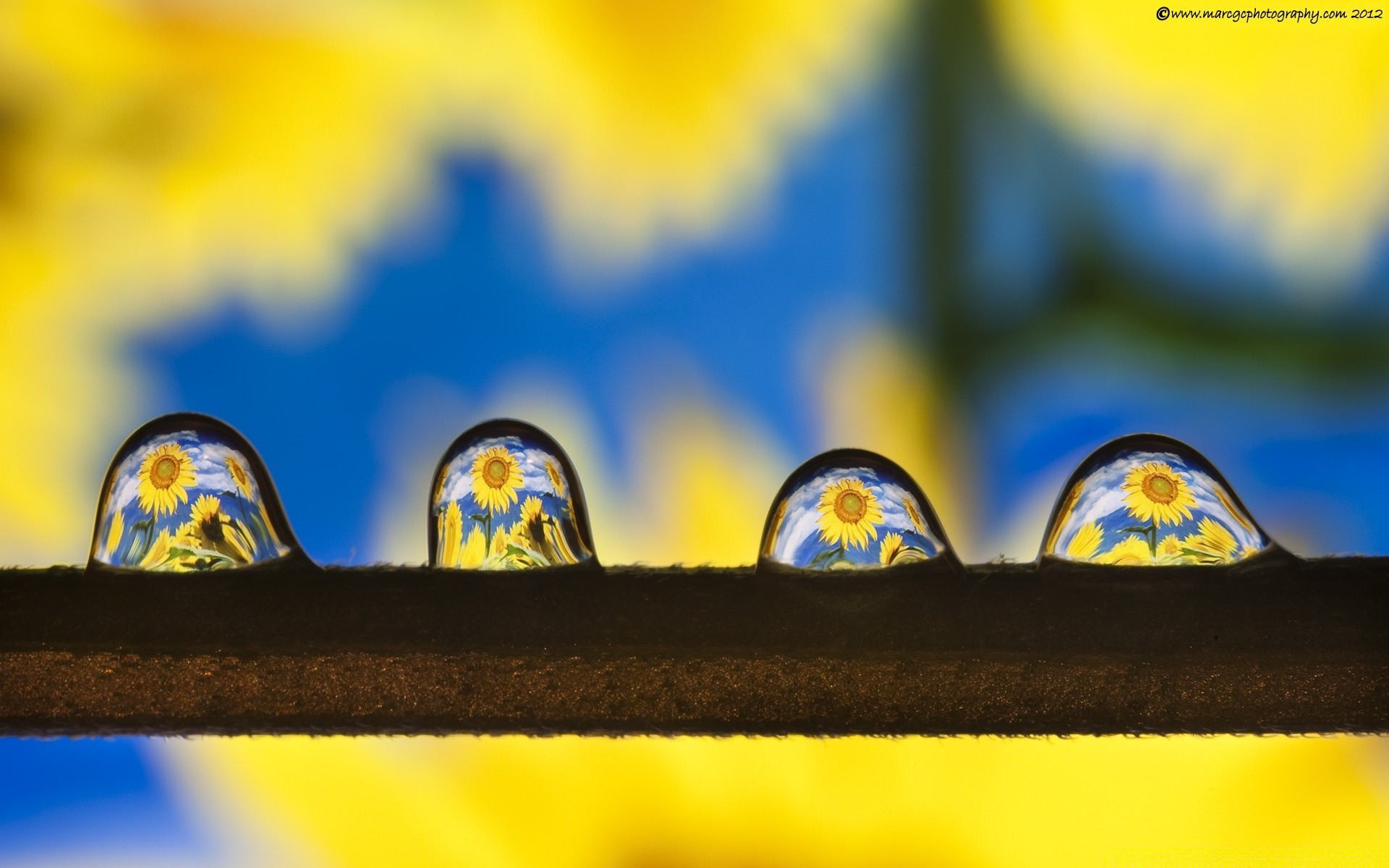 makroaufnahme natur ostern im freien hell unschärfe sommer farbe sonne horizontal