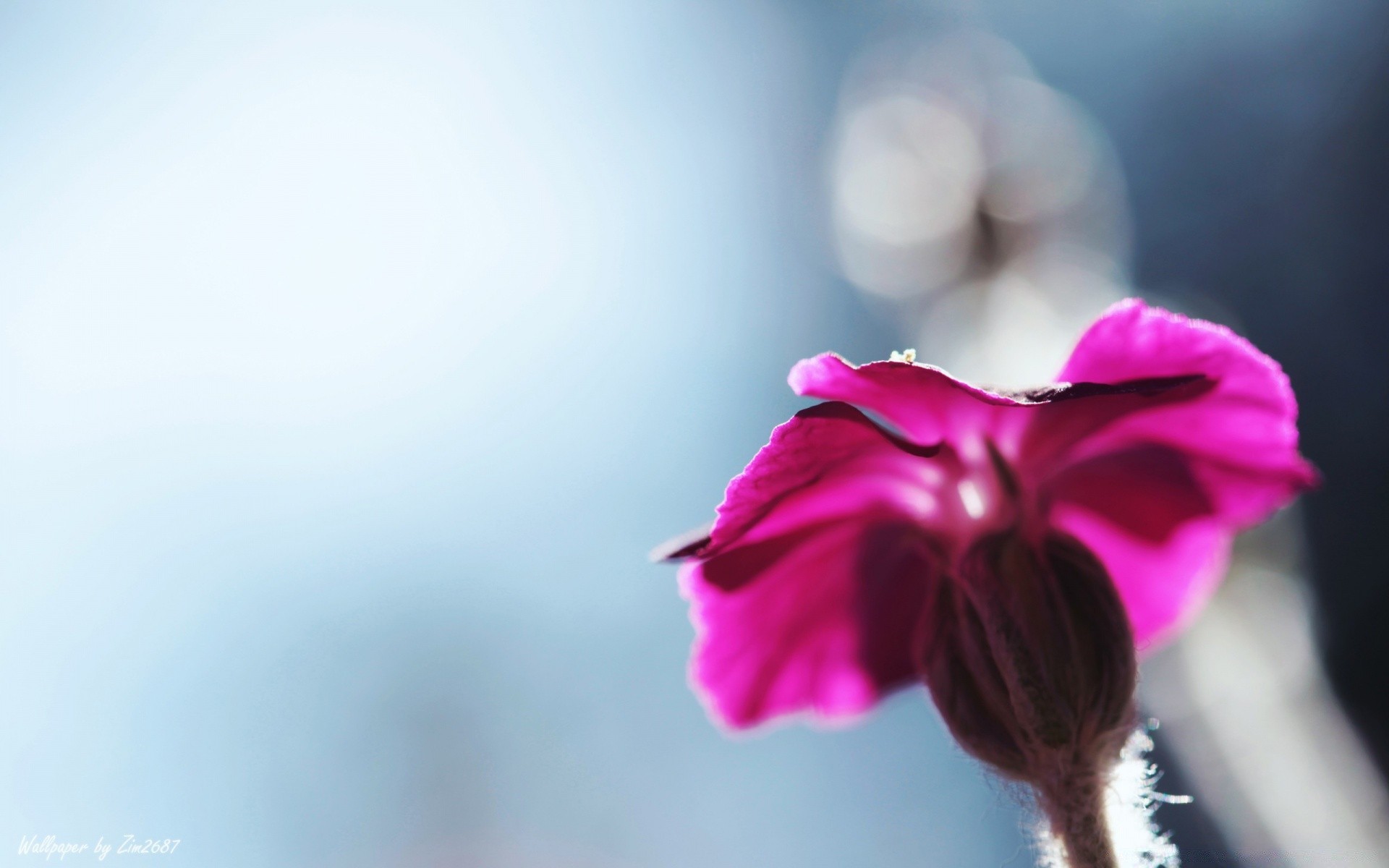 makroaufnahme natur sommer blume hell unschärfe gutes wetter im freien sonne höhe blatt sanft elegant flora