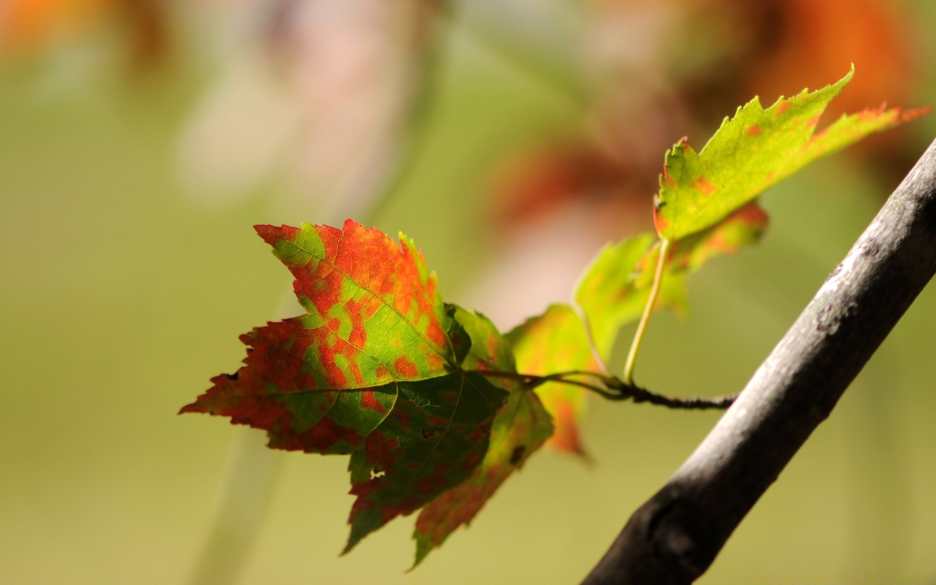 makroaufnahme blatt natur herbst flora im freien wachstum baum unschärfe zweig garten hell farbe schließen