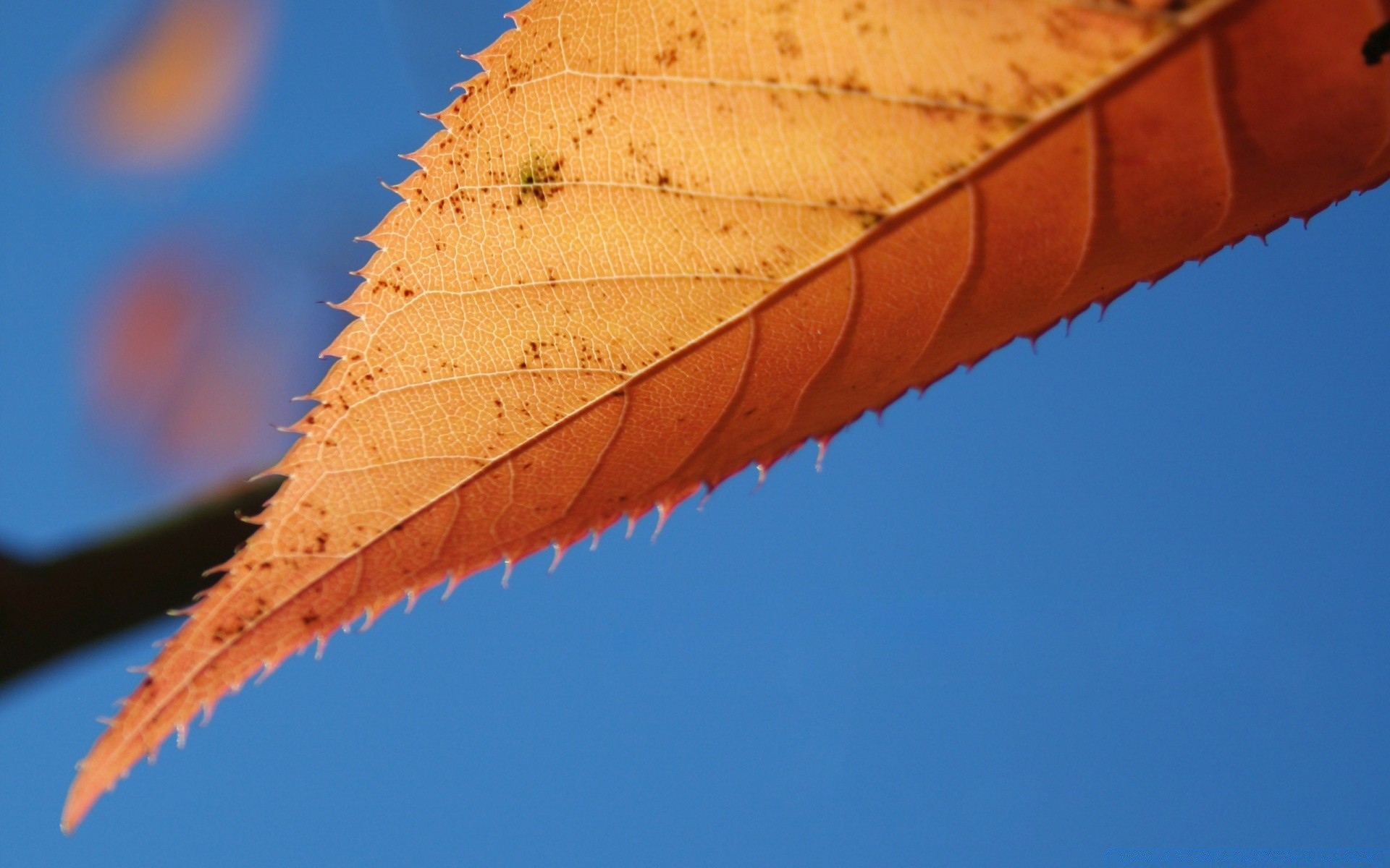 macro couleur ciel