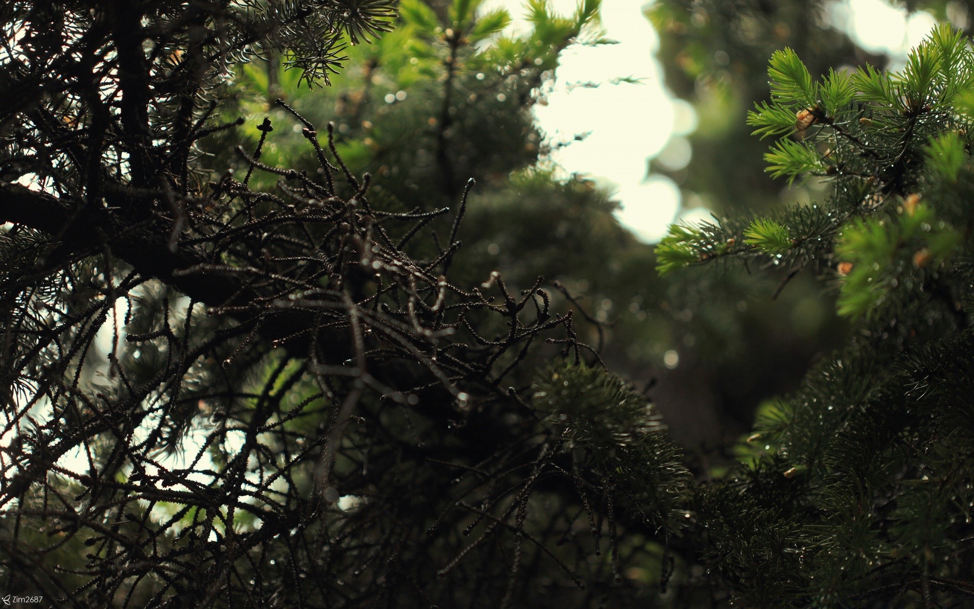 macro tree nature branch wood environment leaf outdoors landscape evergreen conifer pine flora park sun bird needle growth winter garden