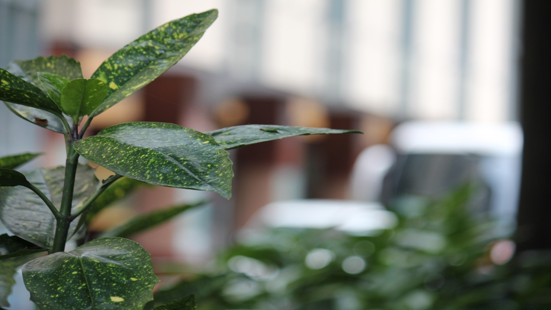 macro leaf nature flora blur growth dof rain drop garden