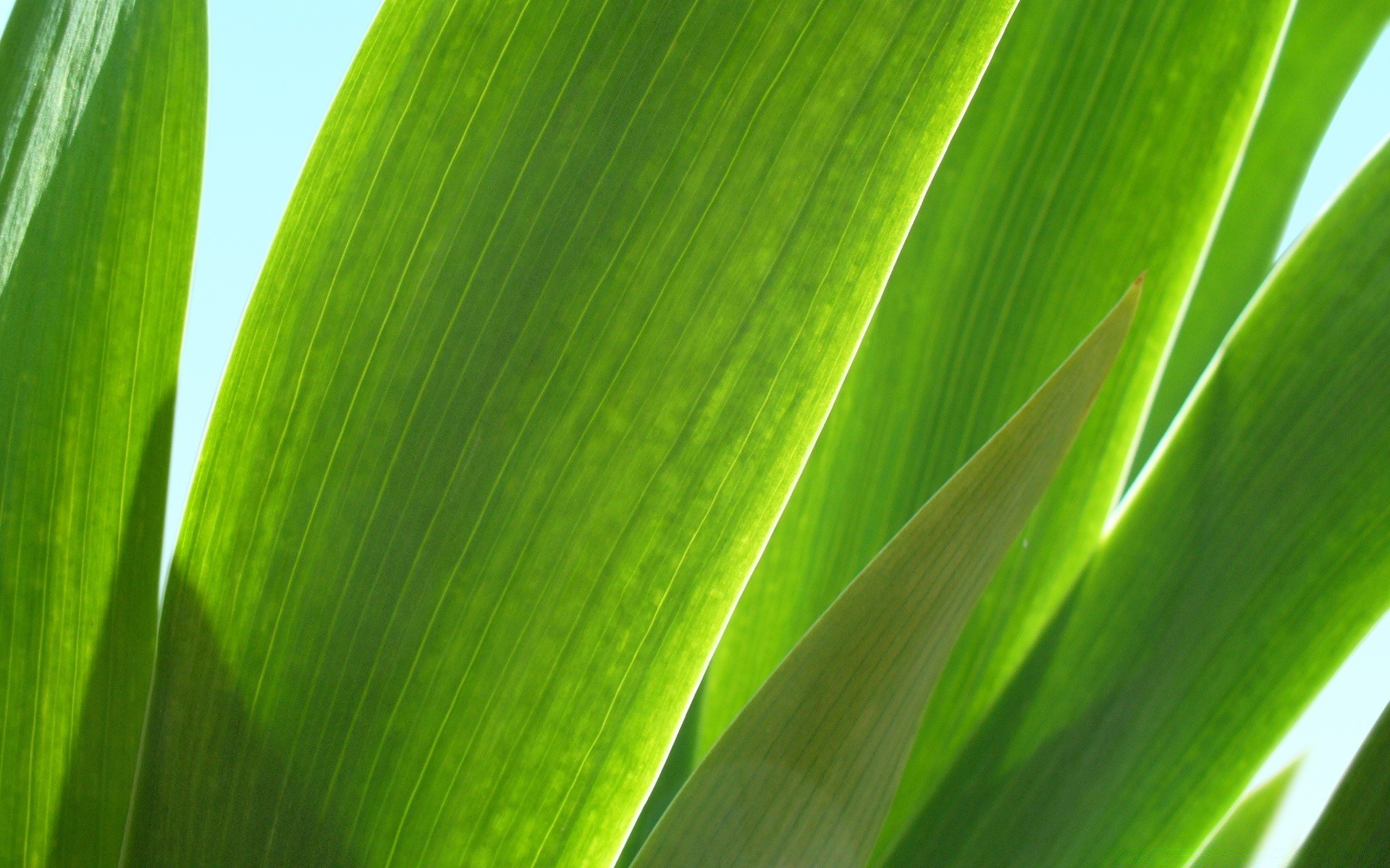 makroaufnahme blatt flora wachstum üppig photosynthese natur umwelt ökologie tau garten hell sommer regen botanisch schale venen