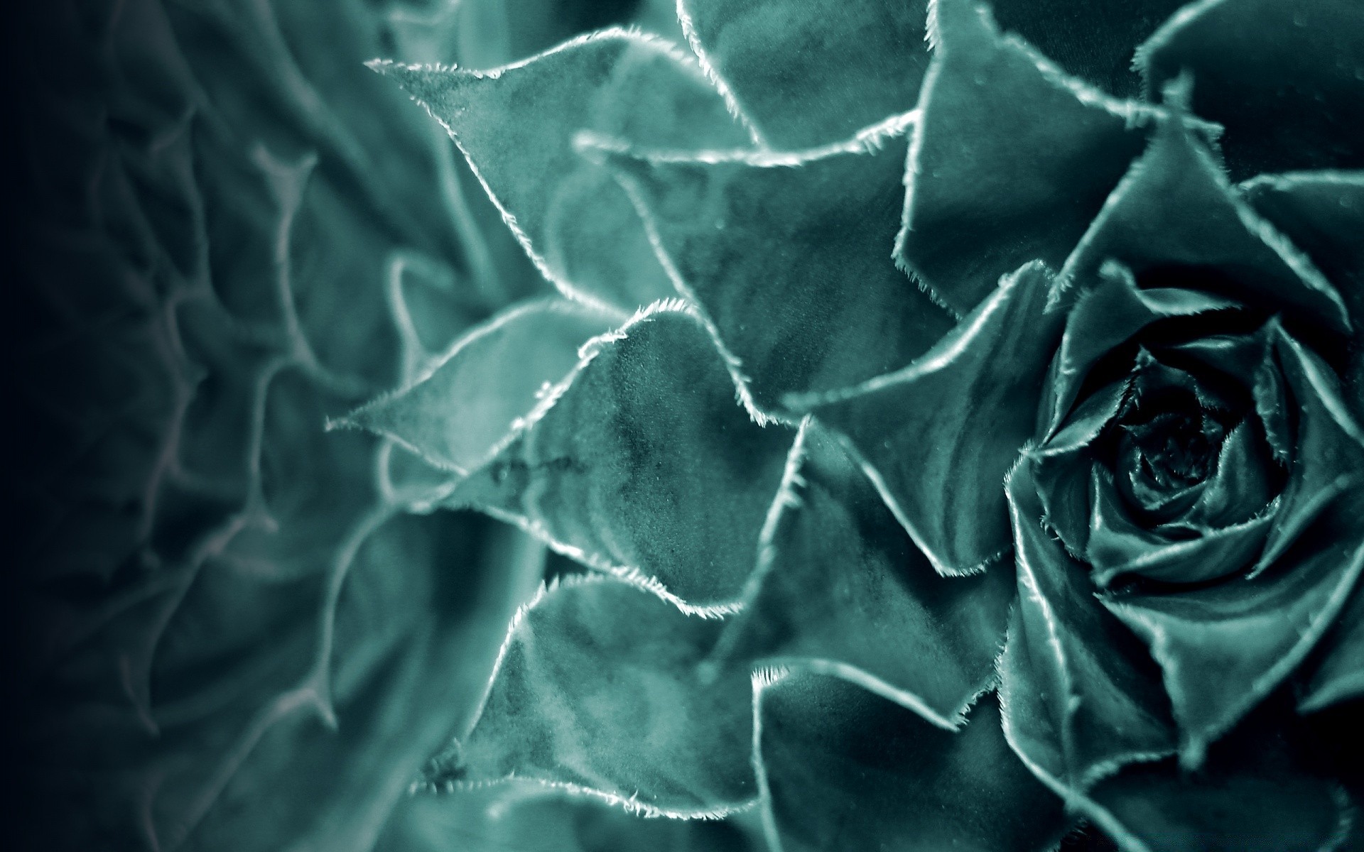 macro desktop texture pattern abstract nature leaf flora wear