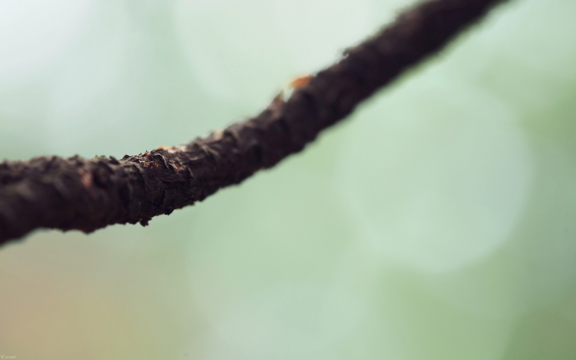 makro fotoğrafçılığı bulanıklık yaprak doğa açık havada dof yağmur ağaç gün ışığı büyüme böcek