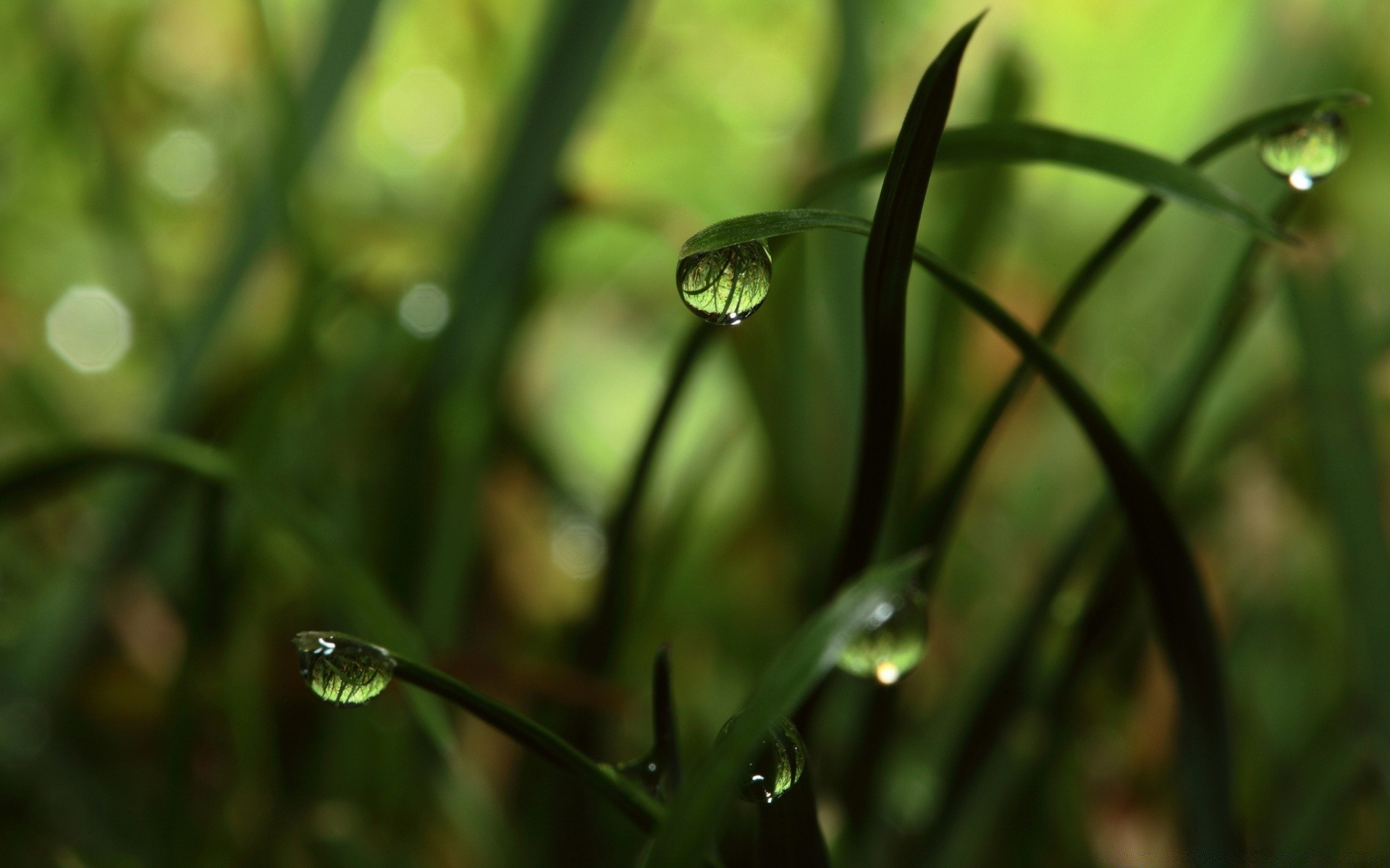 macro rain leaf dew nature drop blur garden flora grass growth environment outdoors flower insect wet light dawn dof daylight