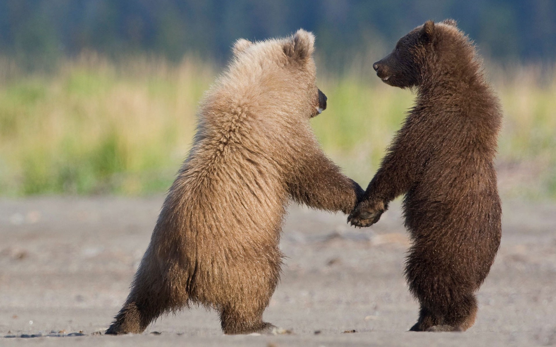 niedźwiedzie ssaki dzikie zwierzęta na zewnątrz natura futro