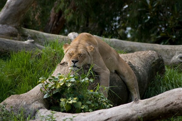 León en la naturaleza en la hierba