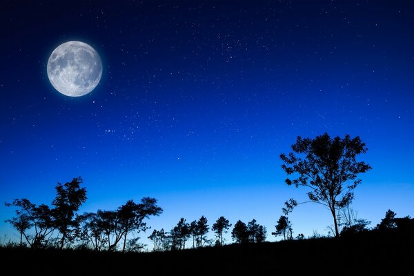 Sagome di alberi sullo sfondo del cielo notturno. Enorme luna