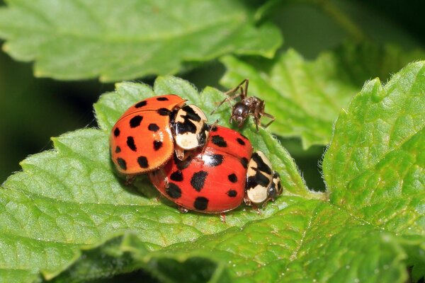 La fourmi a empêché les coccinelles au moment le plus critique