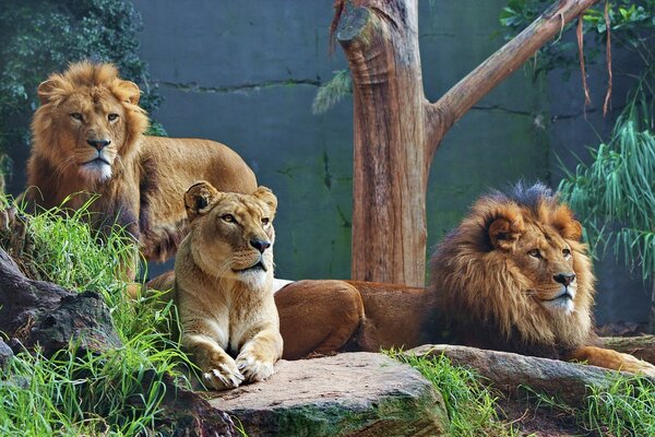 Lion Pride au zoo près du mur