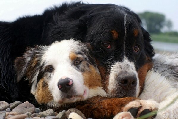 Dog loyalty. Two dogs are lying in an embrace with their heads folded p