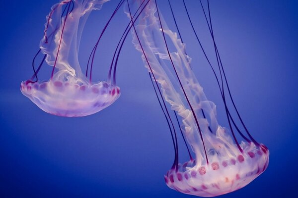 Medusas estranhas flutuando em um enorme mar