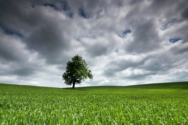 Un árbol solitario en un pasto rural