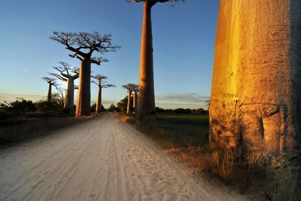 Huge baobabs along the highway