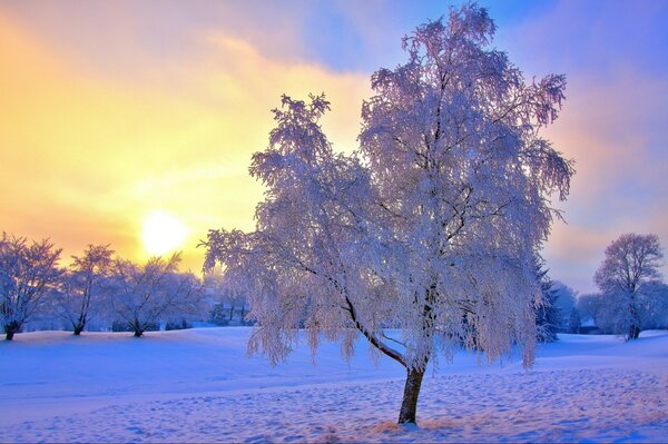 Gefrorener Frost auf den Ästen eines Baumes