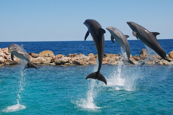 Cuatro delfines saltan del agua al mismo tiempo