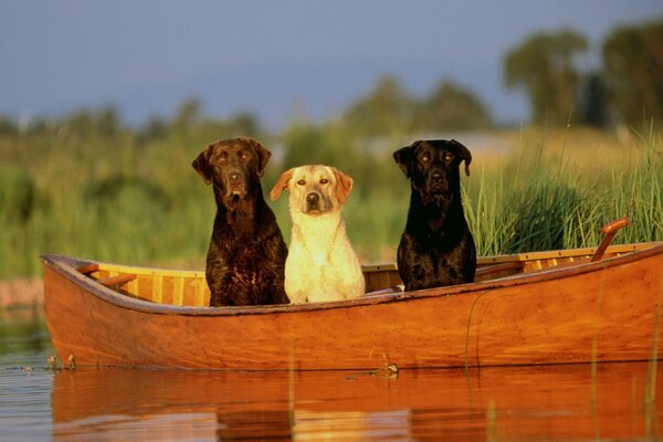 Three in the boat, not counting the owners.