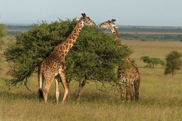 Two giraffes are eating leaves from a tree with a shroud