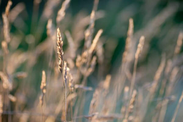 Rye grows in the field